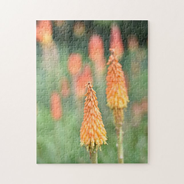 Torch Lily Red Hett Poker Flower Nature Photograph Pussel (Vertikal)