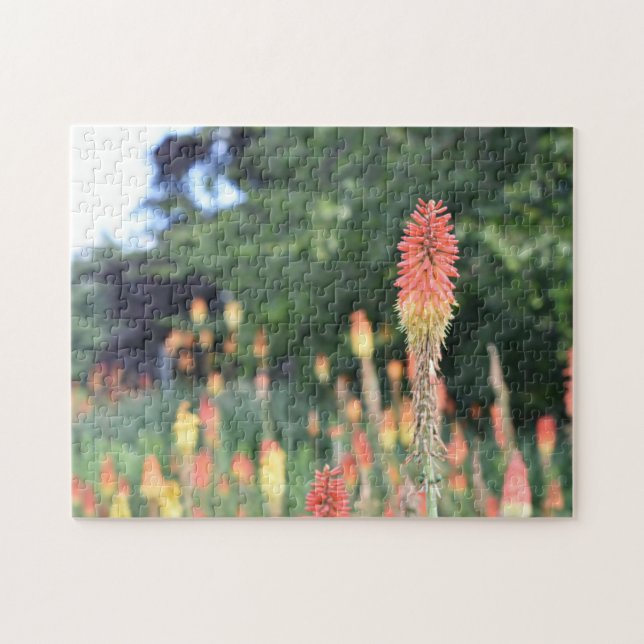 Torch Lily Red Hett Poker Flower Nature Photograph Pussel (Horisontell)