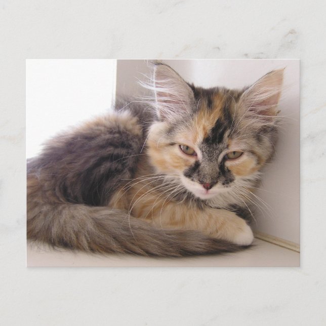 Tori Vykort (Framsida)