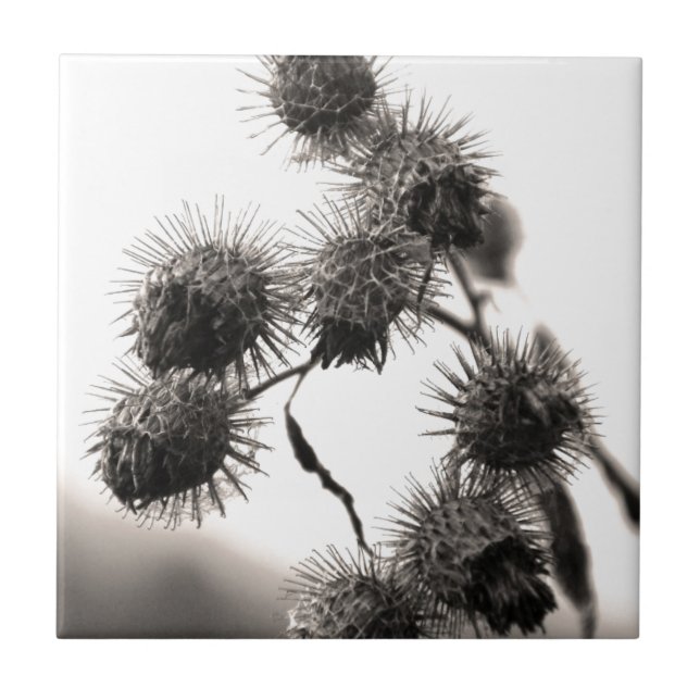 Torkad burk kakelplatta (Framsidan)