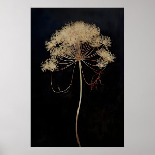 Torkad Drottningblomma Mörk Akademi, Mörk Poster