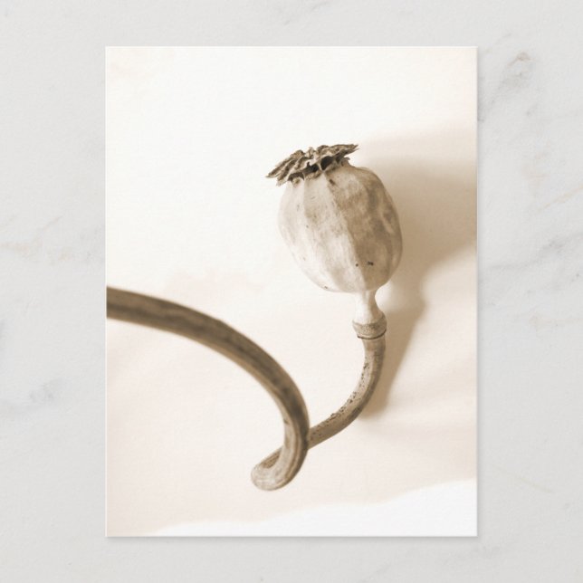 Torkad papavero secco-vallmo vykort (Framsida)