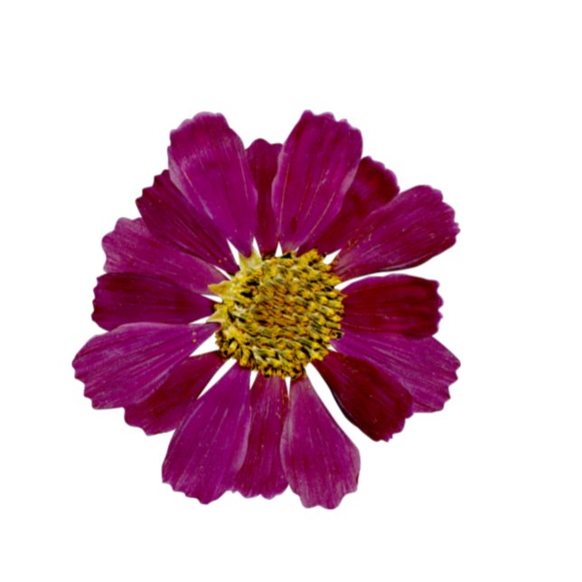 Torkade blommor Vattenfärg Inbjudningskort för möh (Skapare uppladdad)