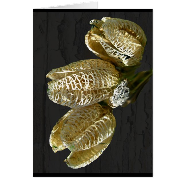 Torkade Lily Seed-Poder Hälsningskort (Framsidan)
