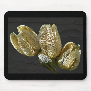 Torkade Lily Seed-Poder Musmatta