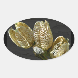 Torkade Lily Seed-Poder Ovalt Klistermärke