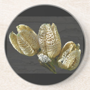 Torkade Lily Seed-Poder Underlägg Sandsten