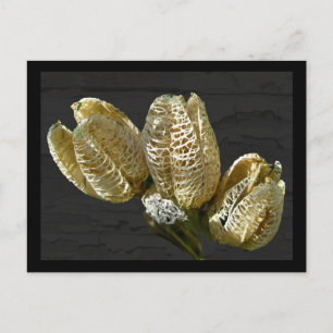 Torkade Lily Seed-Poder Vykort