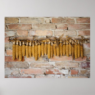 Torkade Maj Cobs Poster