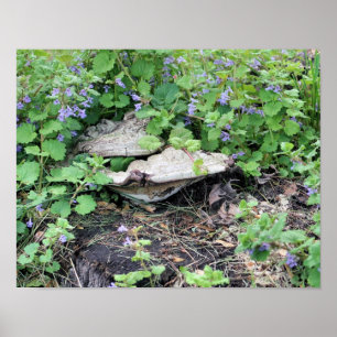 Torkade svampar och blommor i Träd Poster