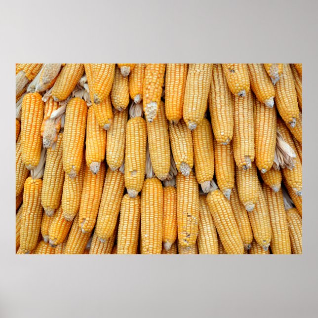 Torkat maj som staplats. poster (Framsidan)