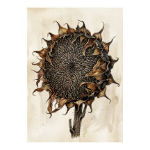 Torkat solros botaniskt tryck | Vintage natur I