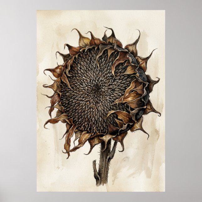 Torkat solros botaniskt tryck | Vintage natur I (Framsidan)