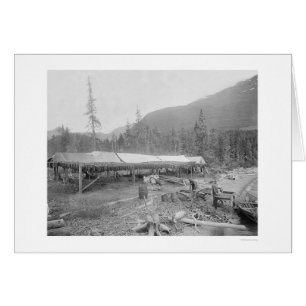 Torklax i Alaska 1915 Hälsningskort