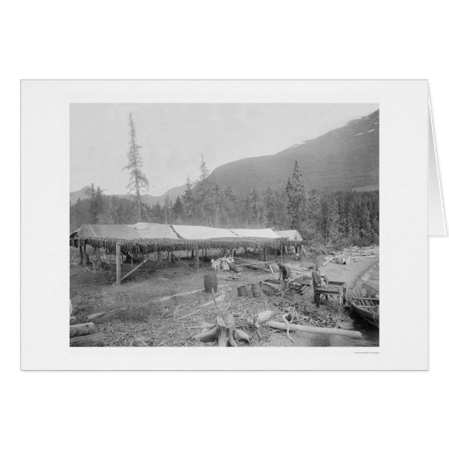 Torklax i Alaska 1915 Hälsningskort (Framsidan Horizontal)