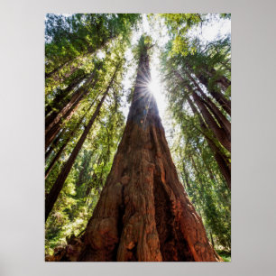 Torktumling Redwood Poster