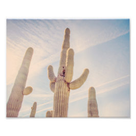 Torktumling Saguaro Cacti | Fotoutskrift Fototryck