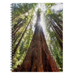 Tornande Redwoods Anteckningsbok