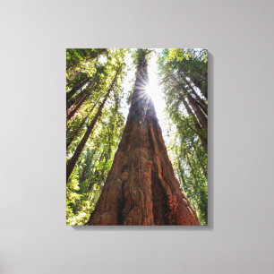 Tornande Redwoods Canvastryck