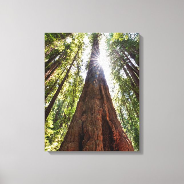 Tornande Redwoods Canvastryck (Framsida)