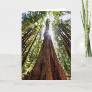 Tornande Redwoods Kort