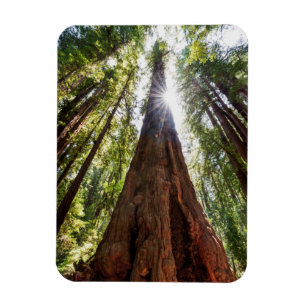 Tornande Redwoods Magnet