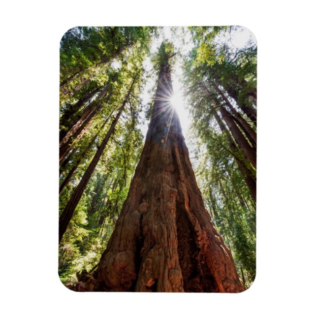 Tornande Redwoods Magnet (Vertikal)