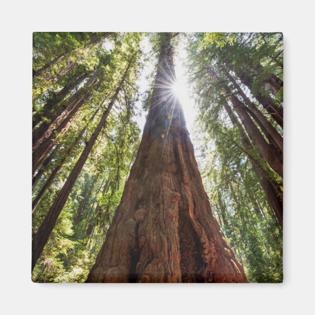 Tornande Redwoods Magnet (Framsidan)