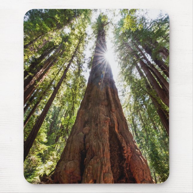 Tornande Redwoods Musmatta (Framsidan)