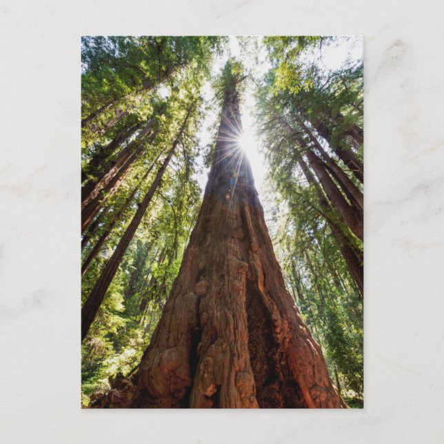 Tornande Redwoods Vykort (Framsida)