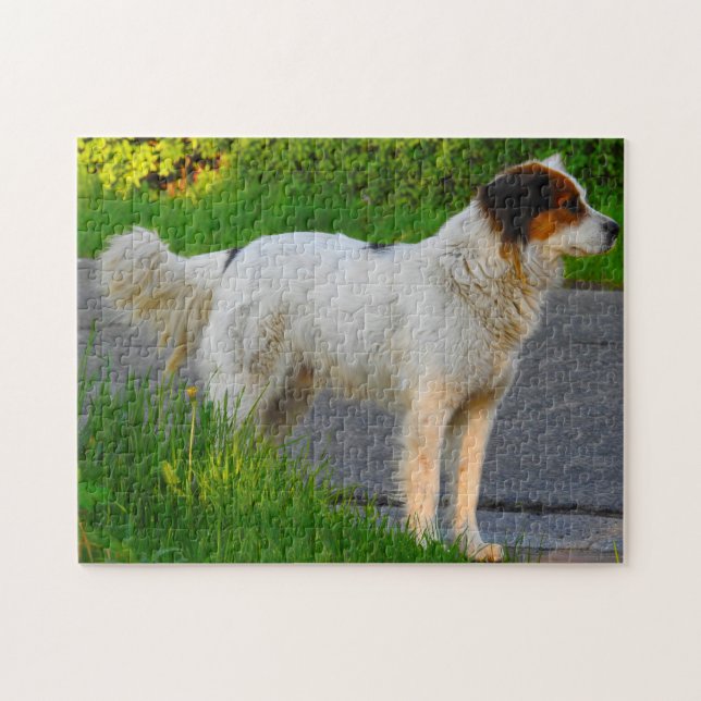 Tornjak Hund Jigsaws. Pussel (Horisontell)