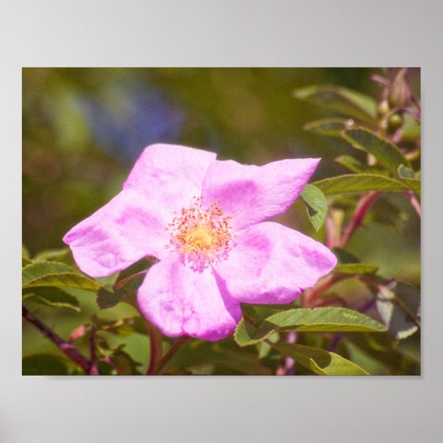 Törnrosa Poster (Framsidan)