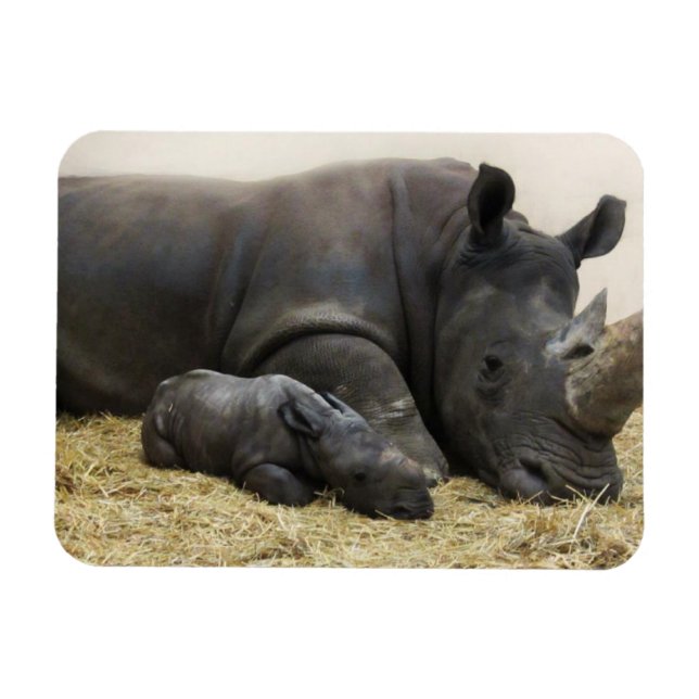 Toronto Zoo baby white rhino Magnet (Horisontell)