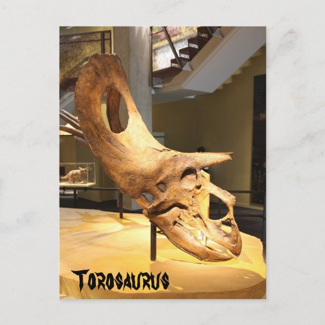 Torosaurus Vykort (Framsida)