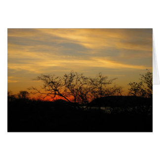 Torr skog Sunset OBS Kort