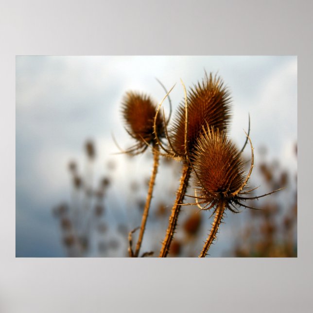 torra istlar poster (Framsidan)