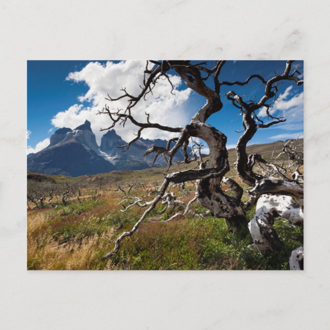 Torres del Paine nationalpark, brand skadad träd Vykort (Framsida)