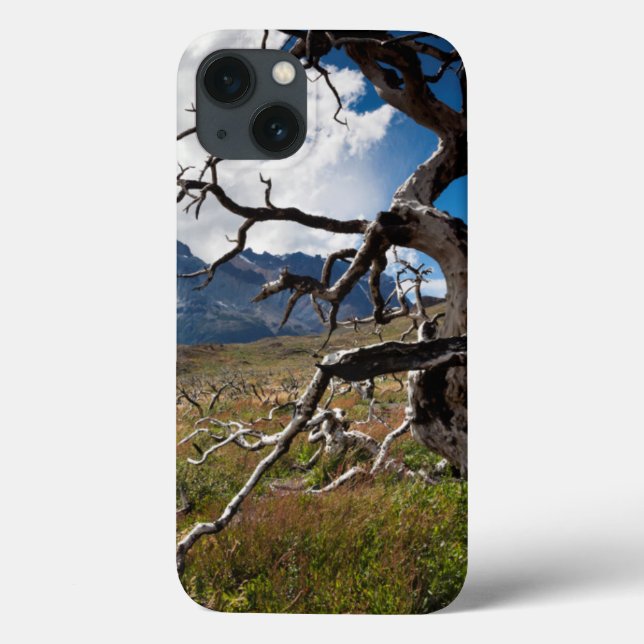 Torres del Paine nationalpark, brandskadad träd (Baksida)