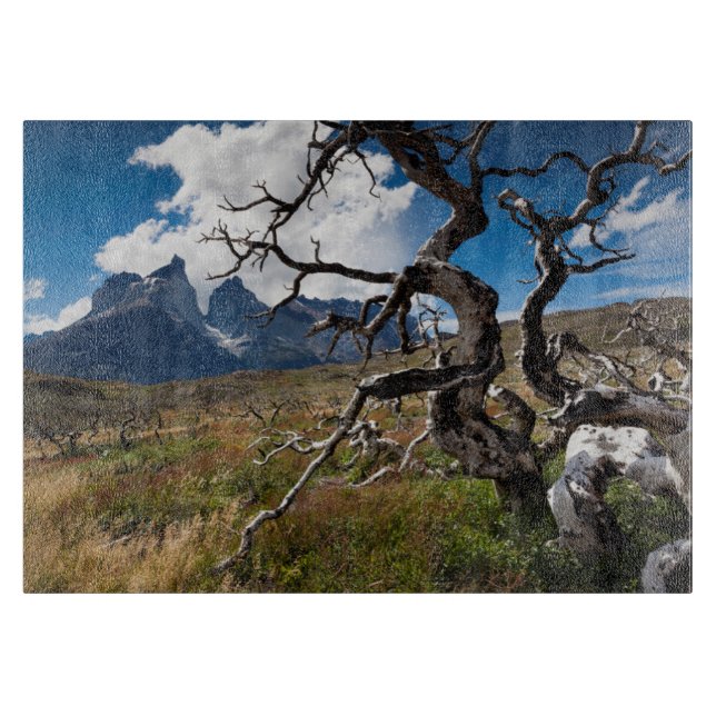 Torres del Paine nationalpark, brandskadade träd (Framsidan)