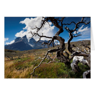 Torres del Paine nationalpark, brandskadade träd Hälsningskort