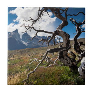 Torres del Paine nationalpark, brandskadade träd Kakelplatta