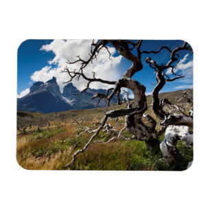 Torres del Paine nationalpark, brandskadade träd Magnet