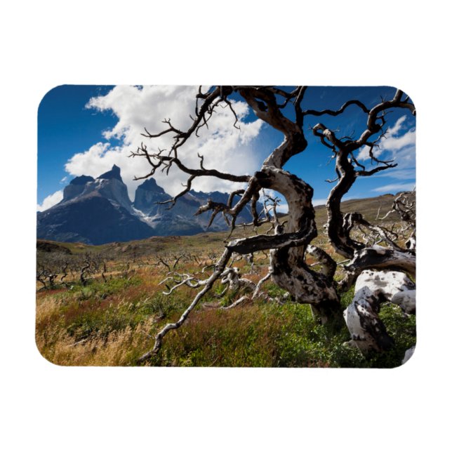 Torres del Paine nationalpark, brandskadade träd Magnet (Horisontell)