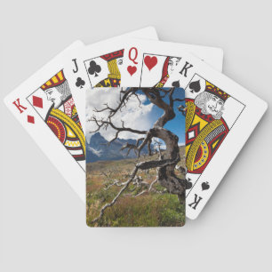 Torres del Paine nationalpark, brandskadade träd Spel Kort