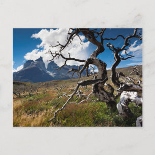 Torres del Paine nationalpark, brandskadade träd Vykort