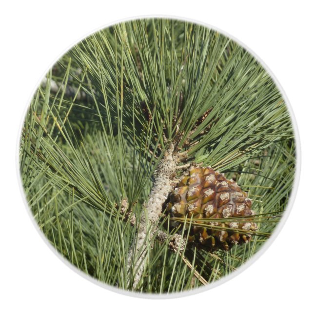 Torrey Gräs Closeup California Botanical Knopp (Framsidan)