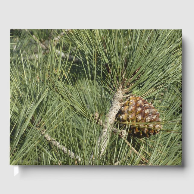 Torrey Pine närbild Kalifornien botanik Gästböcker (Framsida)