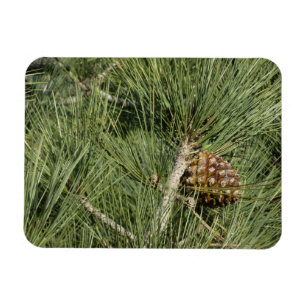 Torrey Pine närbild Kalifornien botanisk Magnet