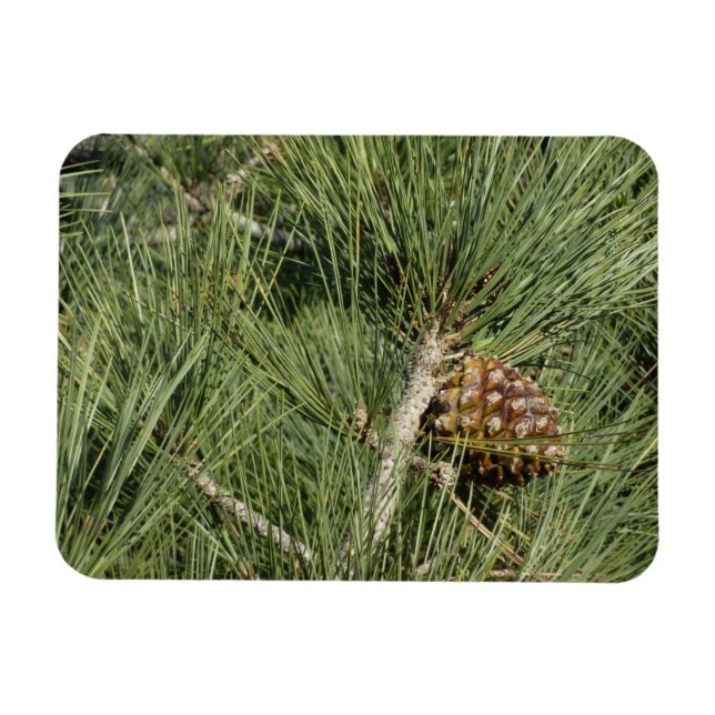 Torrey Pine närbild Kalifornien botanisk Magnet (Horisontell)