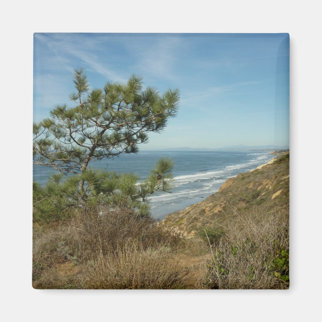 Torrey Pine och Kaliforniens kustlinje landskap Magnet (Framsidan)